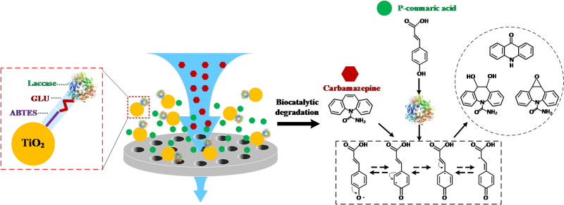 Hybrid biocatalytic nanoparticle-membrane reactor for BPA degradation